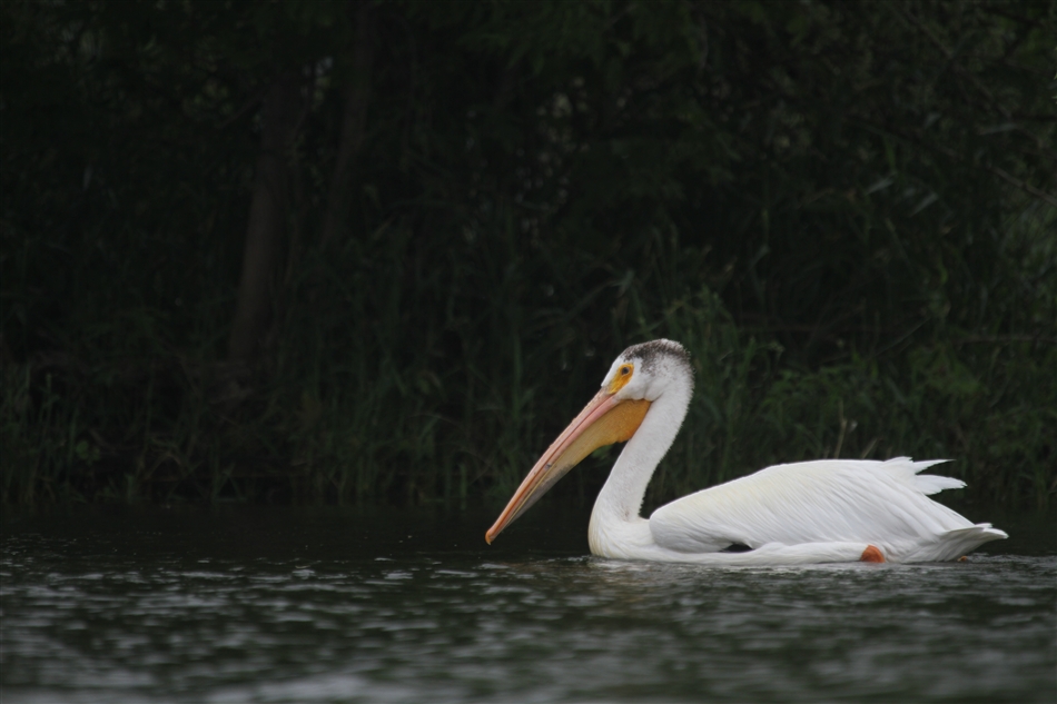 700|466